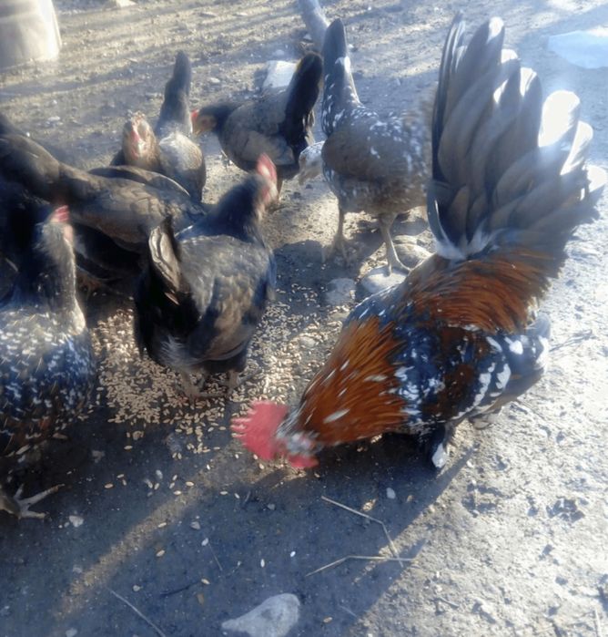 Vând găinuși pitici si rațe leșești