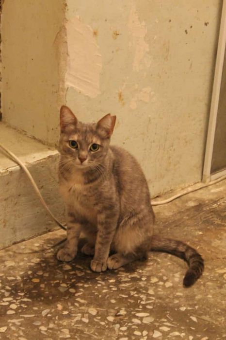 Отдаю кошек в добрые руки