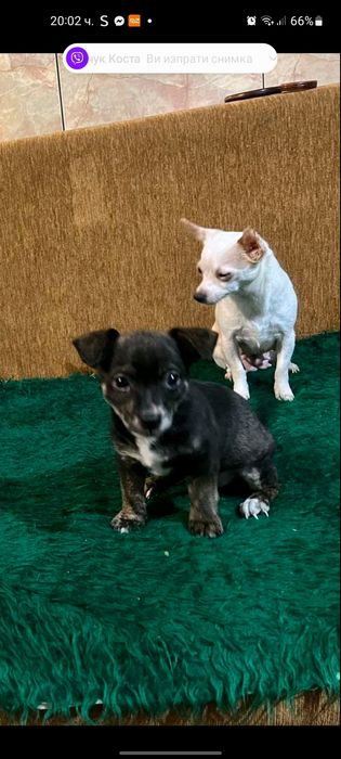 Куче пинчер-чихуахуа