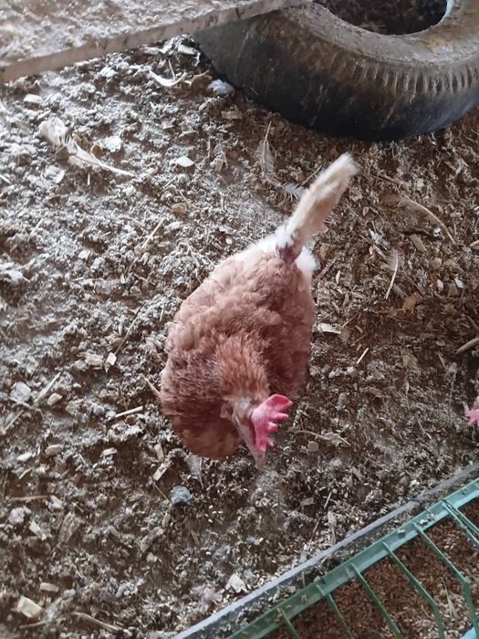 Gaini outoare de vanzare