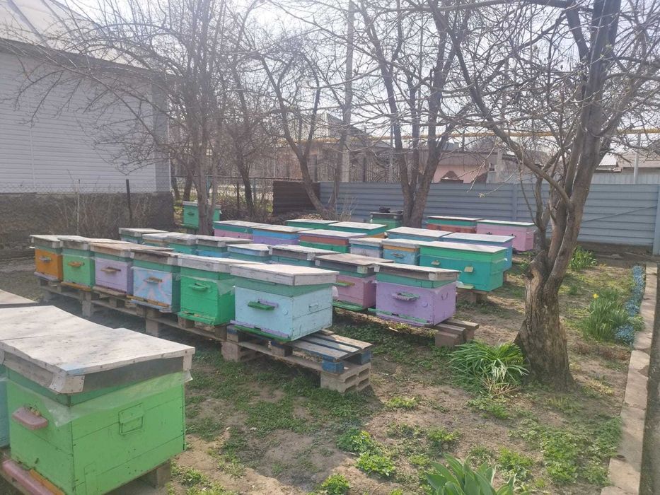 Продам пчелосемьи