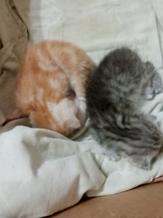 Котята скоттиш вислоухие