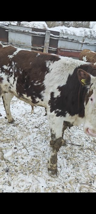 Бычки симменталы