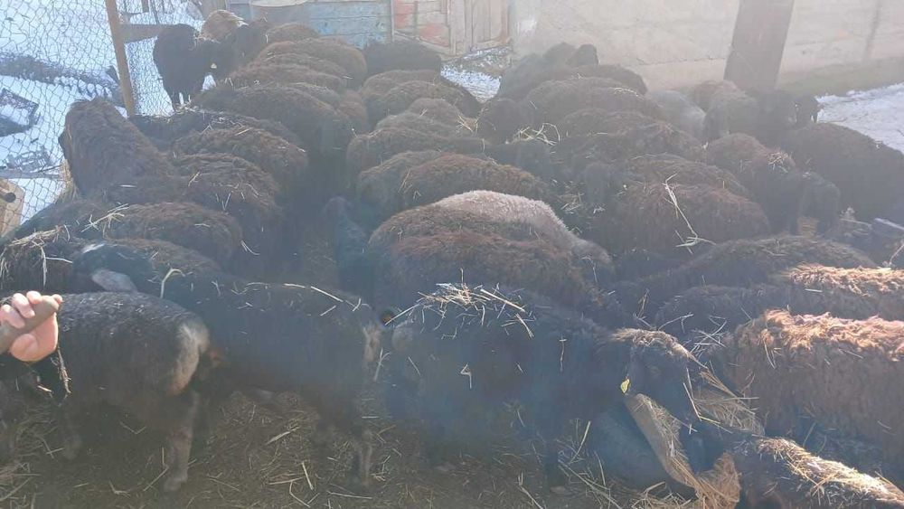 Кой бар адеми пародисты