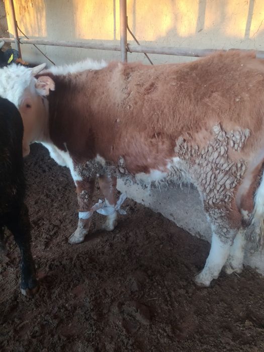 Жалаңаш Рейчел Николс