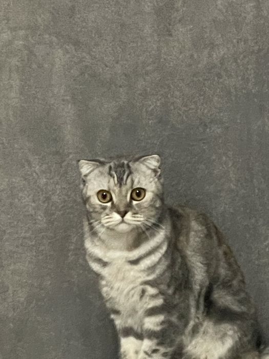 Мушуклар сотилади