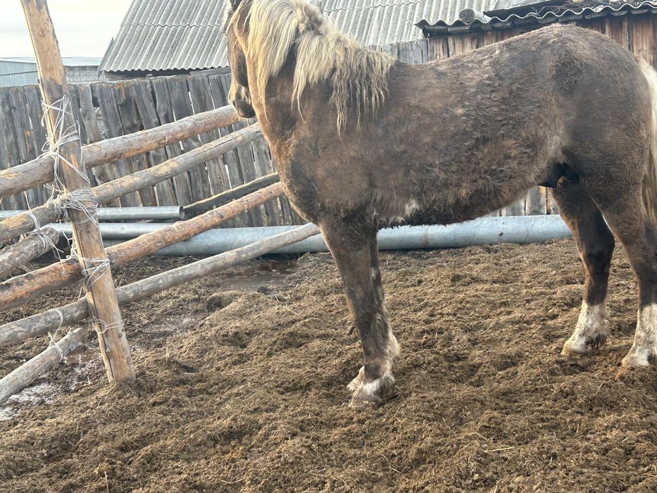 Жеребец , айгыр