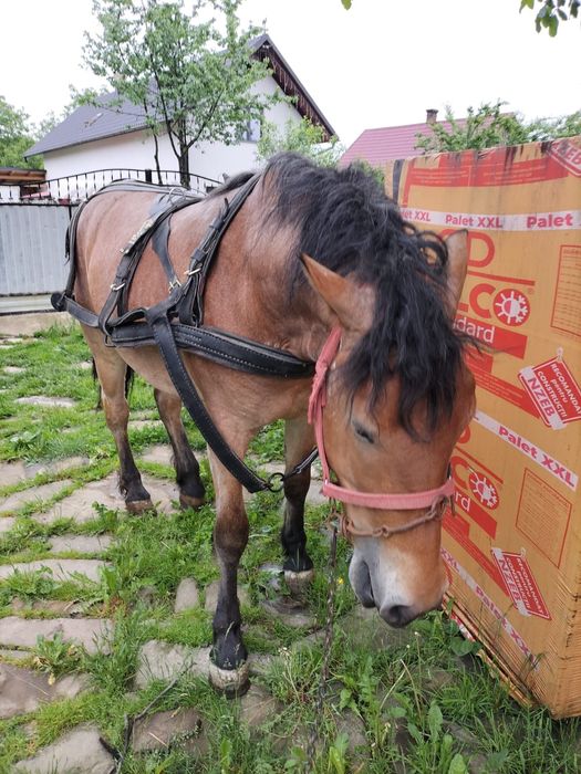Vând mânză de 2 ani și patru luni!