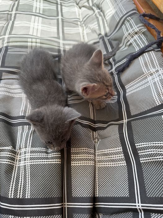 Подарявам малки котенца
