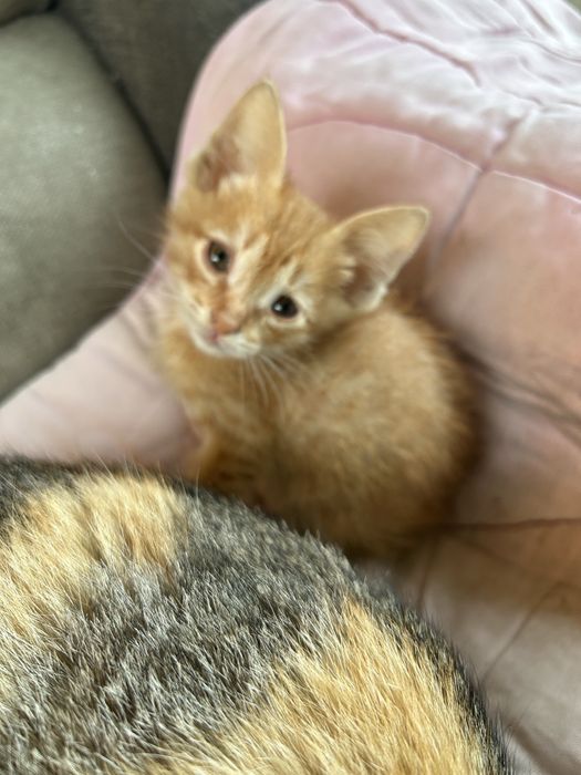 Отдам котят в хорошие руки