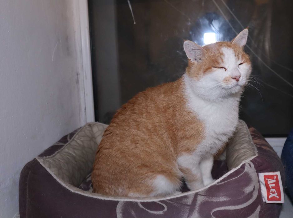 Спасенный кот в добрые руки
