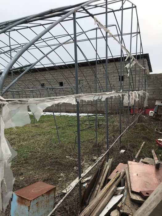 Парник тпелитца осы