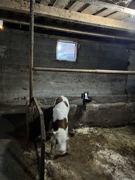 Vand vitel baltat de 10 zile