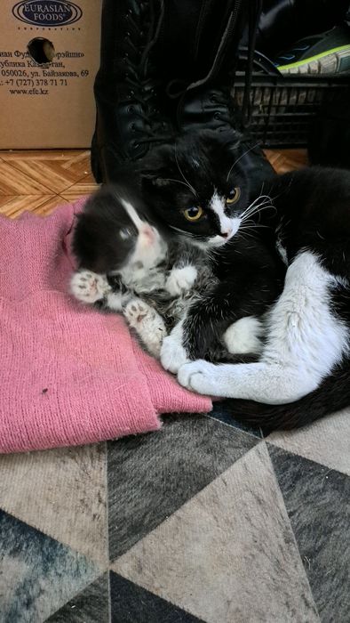 Срочно ищет дом кошечка