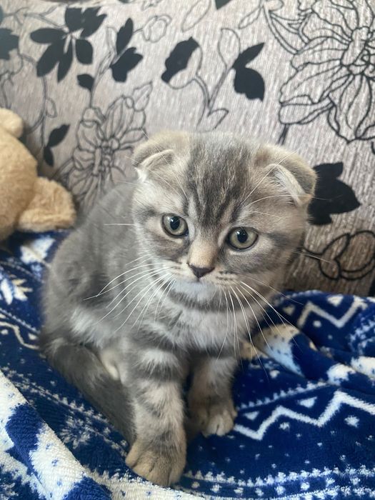 Шотландски клепоухи