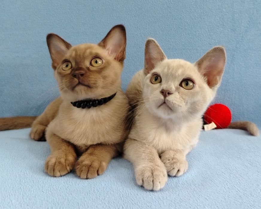 Европейская бурма.