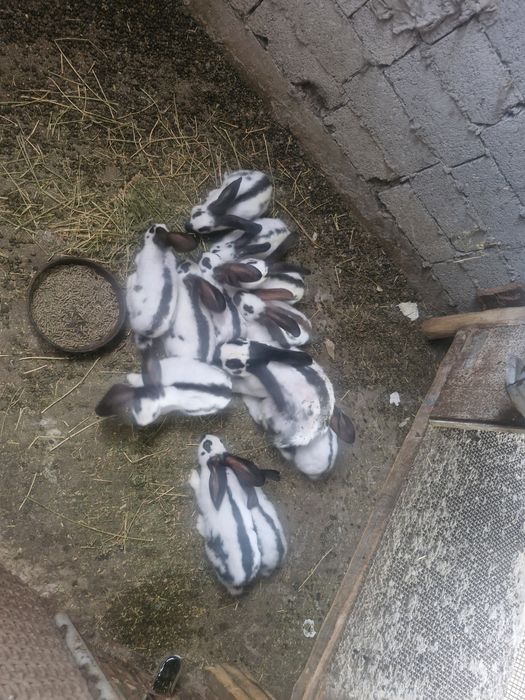 Iepurași  Fluture German