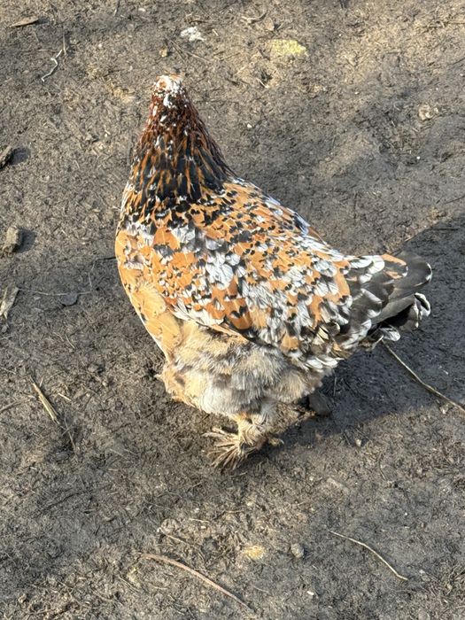 Gaini brahma colorate