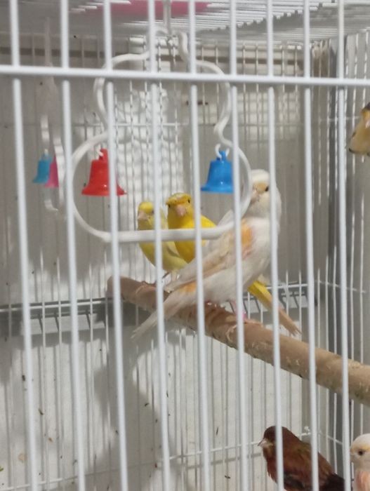 Продаю канарейку.