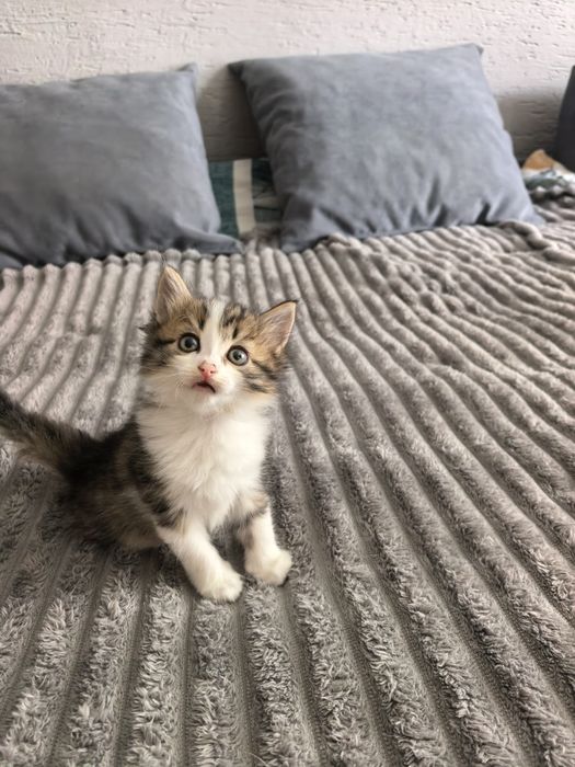 Отдам котят в добрые руки