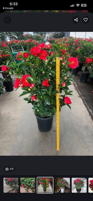 Цветы камелия « Японская роза» есть белого и красного цвета