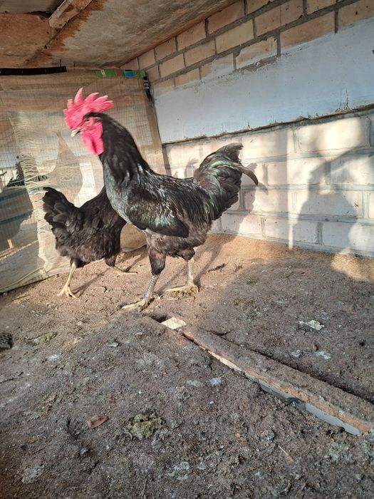 Gigant Qora Shaxzoda tuxumlari sotilodi