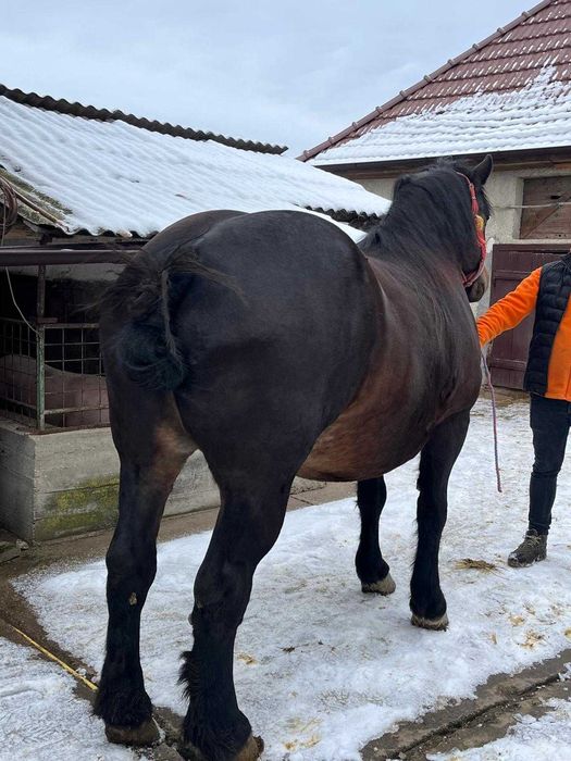 Vând iapă          .