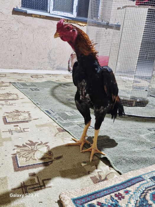 Шоже Кораз сатылалы