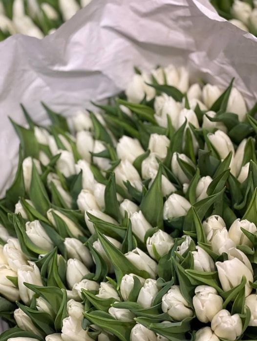 Тюльпаны ОПТОМ Кокшетау 400тг