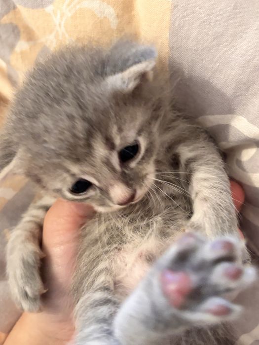 Продам 3 котяттти