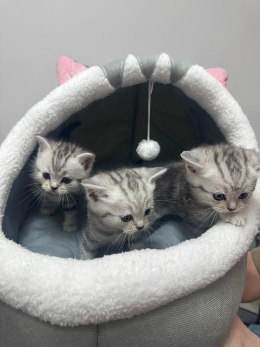 Шотландские котята