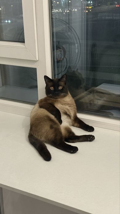 Кот Браун ищет дом