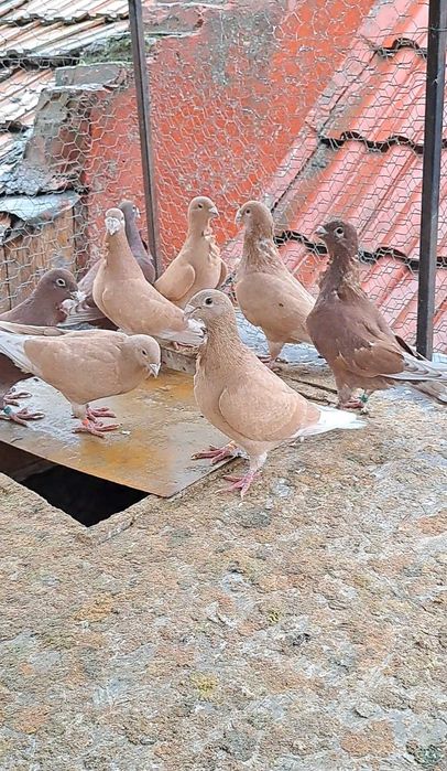 Porumbei roșii cu floare!