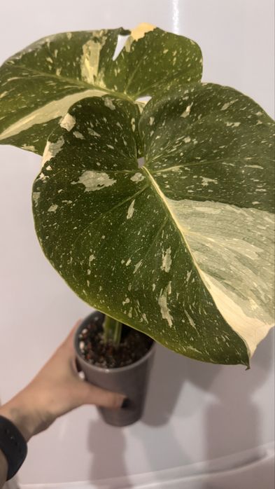 Монстера Тайское созвездие