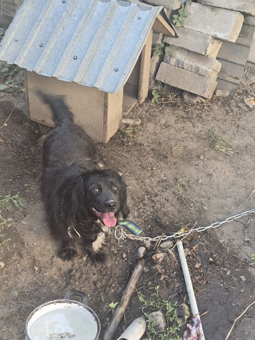 Собака 6 лет Бублик девочка
