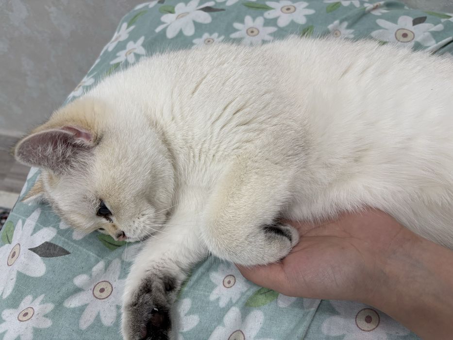 Продается кошка. Серебристая шиншилла. Скоттиш страйт