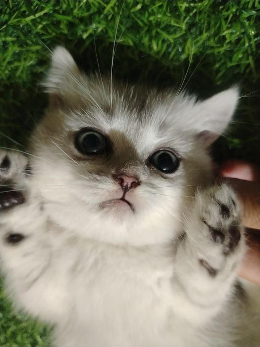 Продаются серебристые шиншиллы. Котята скотиш фолд и страйт.