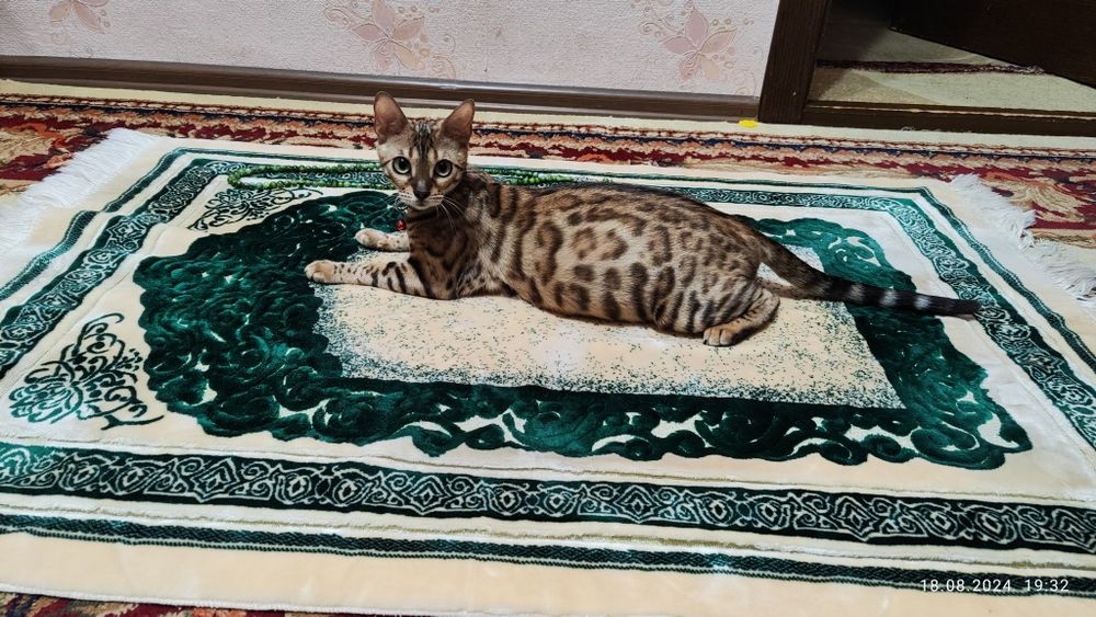 Toza Bengalskiy Qiz Bola Mushuk