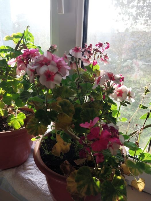 Сортовые пеларгонии