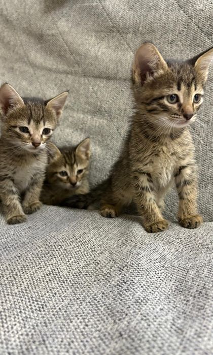 Отдам котят бесплатно