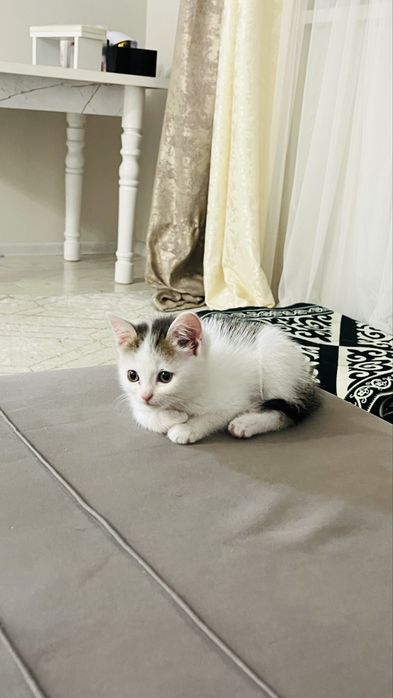 кошки,котенок симпатичная