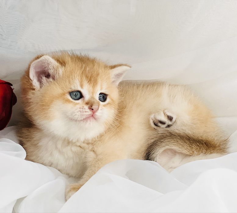 Девочка и мальчик  NY12