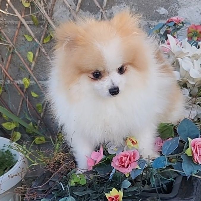 Мъжки миниатюрен померан с всички ваксини