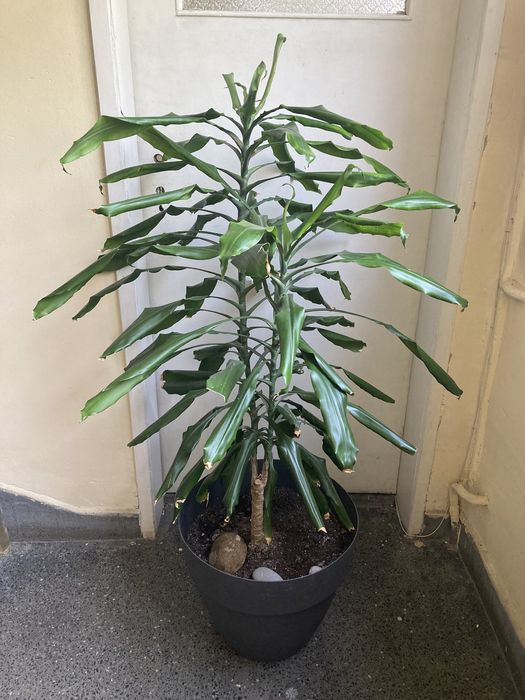 Юка в саксия, височина 140см