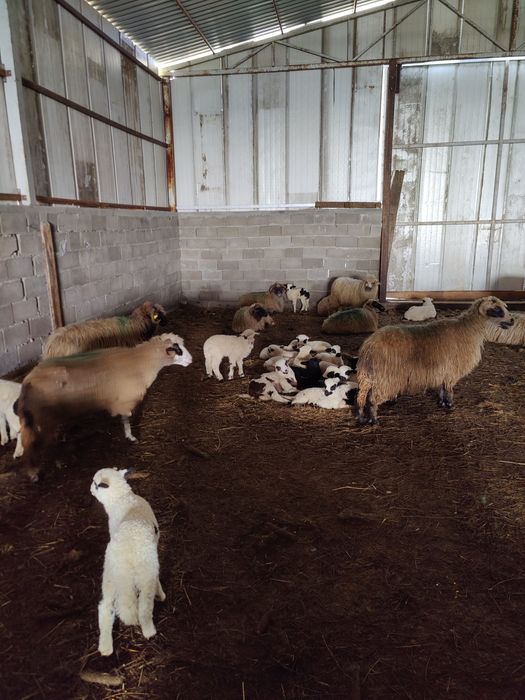 Vând oi cu miei 900 lei bucata negociabil