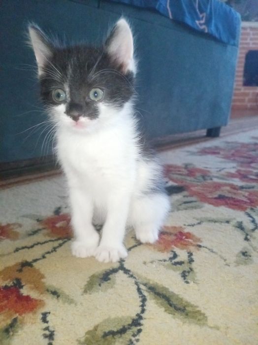 Оддам катят в хорошие руки