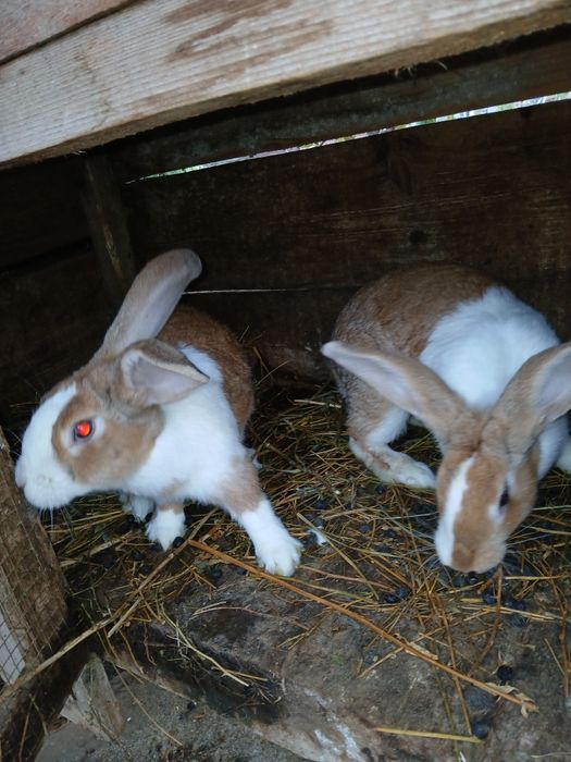 Iepuri Hycole francez