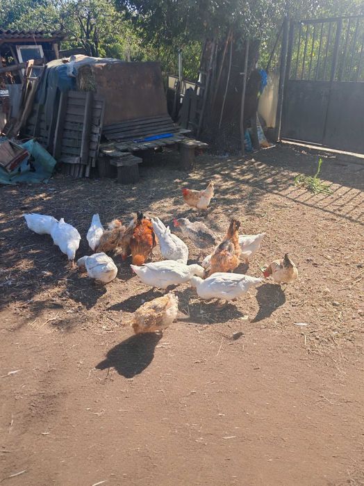 Vând rațe românești și leșesti