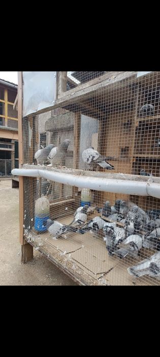 Porumbei takla turcesc