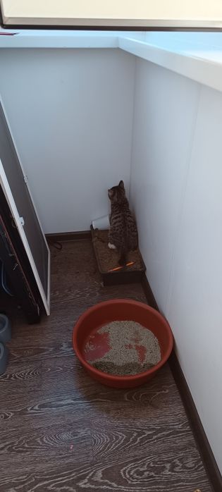 Отдадим котёнка,в хорошие руки